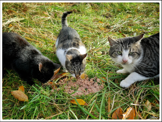 Bildbeschreibung: 
Die Moorkatzen beim Fressen.