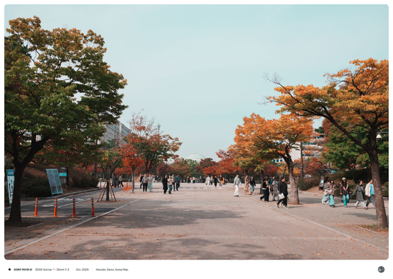 단풍이 든 여의도 공원 거리 뒤로 국회의사당이 보이는 모습