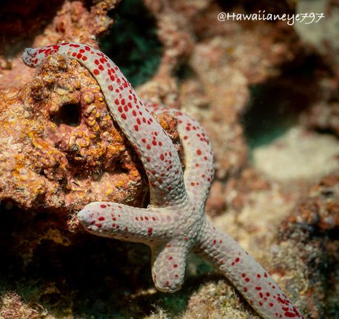 A seastar missing part of an arm leaning against a brownish rock at an ocean reef. It is light gray in color, with mostly smooth hide and spotted irregularly with small red spots.