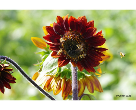 A vibrant sunflower with rich red petals and a dark center is surrounded by busy bees. The background is a soft green blur, evoking a sunny, active meadow.