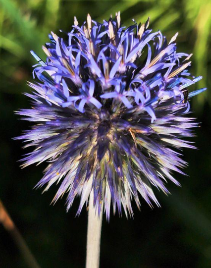 eine Blüte einer blauen Kugeldistel, deren obere Blüten bereits geöffnet sind und deswegen bei jeder Blüte mindestens vier schmale, kleine hellblaue nach unten gebogene Blütenblätter aufzeigen, aus deren Mitte kleine spitze Staubbeutel herauslugen. Die Blüte sieht aus, als würde sie eine Badekappe mit Blüten tragen.
Im unteren Bereich der Kugel sind die Blüten noch geschlossen und sehen deswegen an den Spitzen weißgraublau aus. Unten ist der helle Stiel, der Hintergrund ist verschwommen grün.