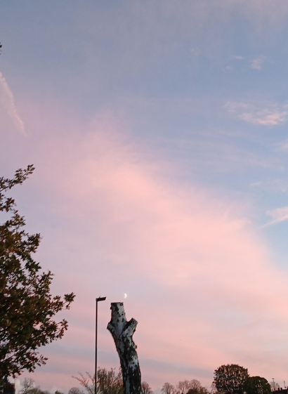the sky at sunset - fuzzy red clouds - with a half moon balanced on the edge of a tall tree stump. careful there, little fella!