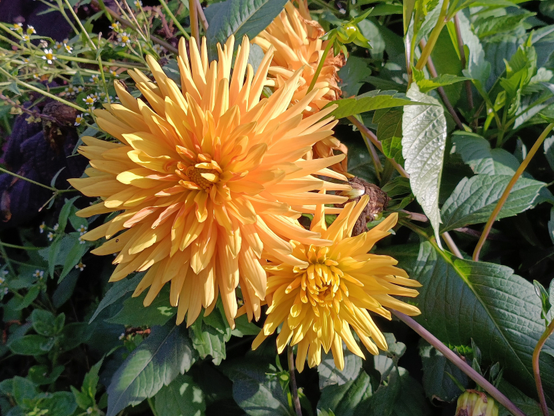 4 photos numériques couleur en format paysage et portrait, avec une vue rapprochée de 2 fleurs de dahlias jaune entourées de feuillage et éclairées par le soleil venant de la droite.