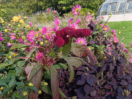Dans un parterre fleuri, une fleur d'amarante rouge foncé a une forme de sexe masculin qui pointe à droite à l'horizontale. Autour, des dahlias roses et jaunes et des feuillages variés en forme et en couleur. A l'arrière, une pelouse et l'extrémité d'une serre arrondie (la serre hollandaise).