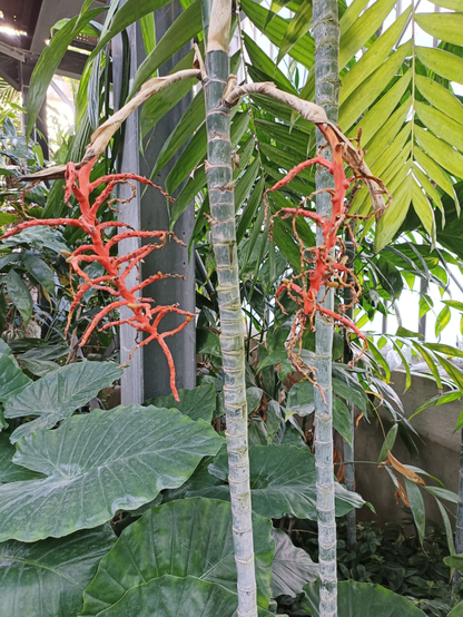 Vue rapprochée de bambous, dont l'un a 2 branches arrondies vers le bas terminées par des fleurs rouges qui ressemblent à des racines. Autour, d'autres feuillages et un poteau de la grande serre.
