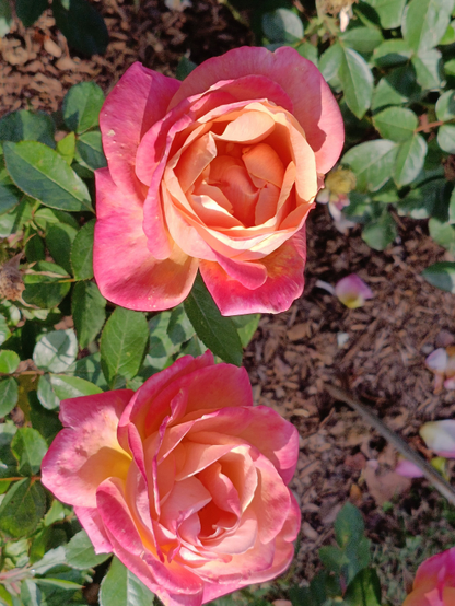 Vue rapprochée à la verticale de 2 roses corail avec des nuances  jaunes, qui sont éclairées par le soleil venant de la droite. On aperçoit des feuilles et de la terre.