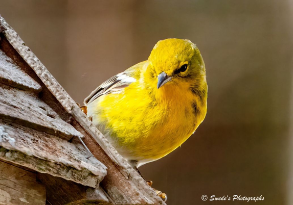 "A pine warbler, radiant in its yellow plumage, perches on the slanted roof of an old, weathered bird feeder. The wood beneath its feet is faded and cracked, softened by seasons of sun and rain—a structure that has served many feathered visitors. The bird’s chest and head glow with a bright, lemony yellow, while its wings are etched with white and black markings, like ceremonial trim on a golden robe. Its posture is alert but composed, head tilted downward toward the unseen seed trough below, as if considering whether to descend or simply observe.

The background is softly blurred, a wash of muted tones that lets the warbler stand alone in sharp focus—like a sovereign sentinel in a quiet morning scene. Its gaze meets the camera with a flicker of curiosity, giving the image a sense of engagement, as if the bird is aware of its witness. The photograph is signed “© Swede's Photographs” in the bottom right corner, a gentle nod to the artist’s hand.

This is not just a bird—it is a moment of stillness, a bright ember of life perched atop a relic of hospitality, looking down at the promise of sustenance." - Microsoft Copilot