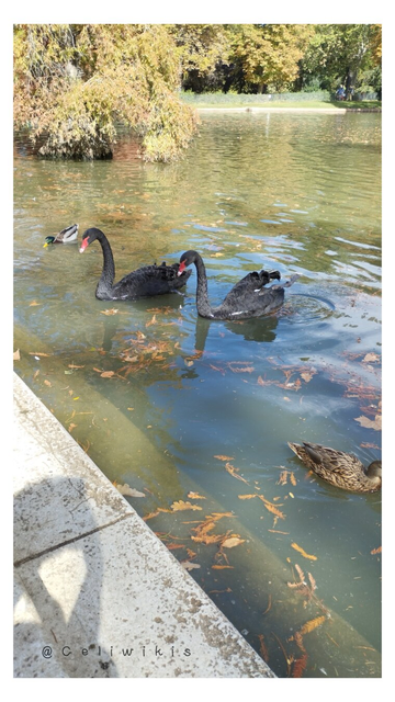 Pareja de cisnes negros nadando en un estanque de agua verde con restos de vegetación, delante de unos escalones de piedra donde los humanos les tiran pan y galletas. Se observan árboles dentro del estanque, al fondo. Mi sombra se proyecta en el escalón