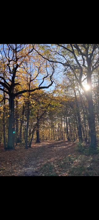 Sous-bois d’automne baigné de lumière dorée ; un sentier couvert de feuilles mène entre les troncs sombres où le soleil filtre, éclatant comme une étoile au milieu des branches nues.