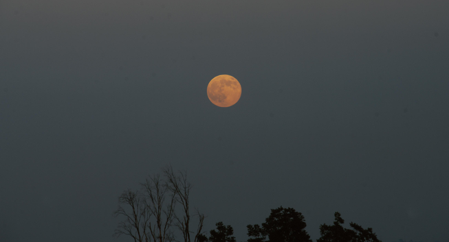 A warm, orange full moon hanging in a dark evening sky, with the silhouettes of bare branches and leafy treetops at the bottom of the frame.
