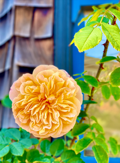 A complex yellow rose in front of dark wood shingled wall and a window with a blue frame. 