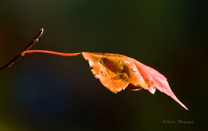 "A single autumn leaf clings to a slender, bare branch, suspended like a final note in a fading symphony. Its surface is mottled with hues of orange, yellow, and red—each shade a whisper of the season’s slow turning. The leaf’s edges are slightly curled, its body speckled with imperfections that speak of wind, rain, and time. It is not pristine, but dignified—weathered and luminous.

The background is a deep, blurred green, likely a thicket or forest shadow, offering contrast that lets the leaf glow like a small flame in the dusk. Light catches its veins and contours, highlighting the delicate texture and the quiet drama of its transformation. The branch it hangs from is thin and unadorned, a skeletal line that frames the leaf’s solitary presence.

This is not just a leaf—it is a sovereign ember of autumn, a ceremonial witness to the turning of time, holding on just a moment longer before release." - Microsoft Copilot