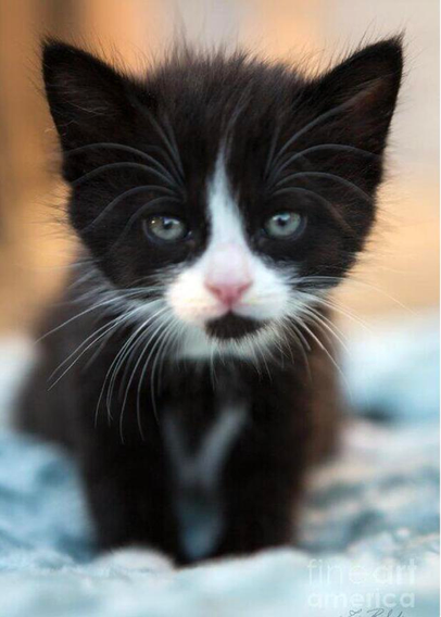 Black and white kitten