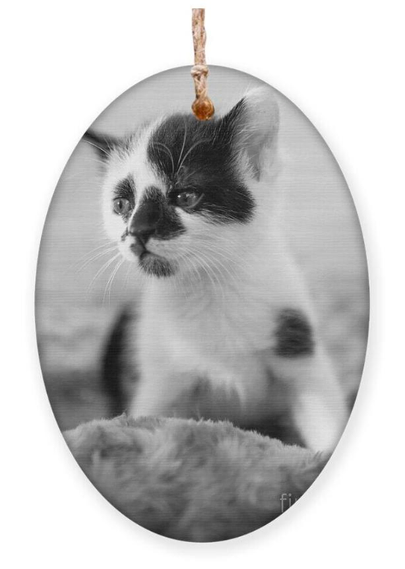 Black and white kitten dreaming