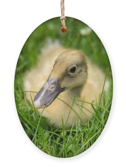 Yellow duck in grass