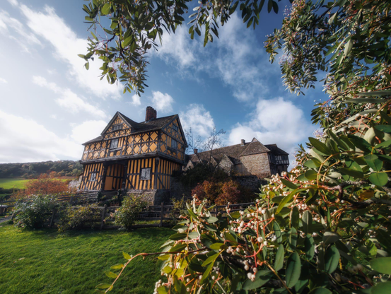 The timber-framed gatehouse of Stokesay Castle rises prominently against a brilliant autumn sky, its distinctive black and ochre half-timbering characteristic of the 16th-century Elizabethan period, with steeply pitched gables and a tall brick chimney punctuating the roofline. Viewed through an ornamental foreground of climbing plants bearing delicate white and pink flowers, the gatehouse displays the classic jettied construction typical of the era, with the upper storeys projecting forward over the lower levels, whilst the adjacent stone structures and thatched roofs of the castle complex extend to the right. The surrounding landscape unfolds in soft greens and autumnal hues, with wooded hills visible beyond the grounds, and the composition captures the gateway's commanding presence as the threshold to this exceptional Marcher fortress, where medieval military architecture seamlessly transitions into the domestic refinements of the Tudor period.
