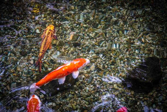 The image shows three koi fish swimming in a rocky, shallow body of water. The rocks are a variety of muted grays, browns, and greens, covering the entire bottom of the frame. One fish is a bright orange with white markings, positioned near the center of the image and facing towards the upper left. A second orange and white koi is positioned lower in the frame, partially obscured, and a third fish, slightly more golden in tone, is swimming towards the upper left corner. Reflections of light dance across the water's surface, creating a shimmering effect on the fish and the rocky bed below.

Provided by @altbot, generated privately and locally using Gemma3:27b