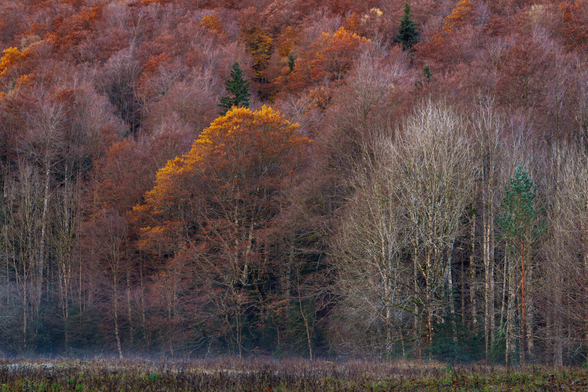 Español: bosque otoñal con árboles de hojas rojizas, anaranjadas y doradas mezclados con troncos desnudos y pinos verdes. Una ligera neblina cubre el suelo, creando una atmósfera tranquila y melancólica.

English: Autumn forest with trees in shades of red, orange, and gold, mixed with bare trunks and green pines. A light mist covers the ground, creating a calm and melancholic atmosphere.