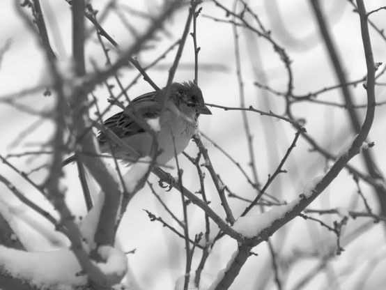 Bird, closeup, black and white, photo