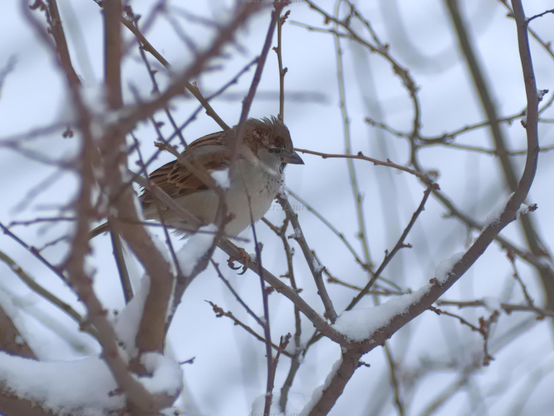 Bird, closeup, color, photo
