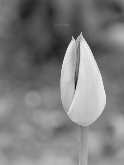 Flower, closeup, black and white, photo