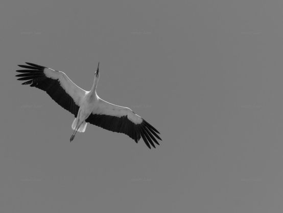 Bird, closeup, black and white, photo