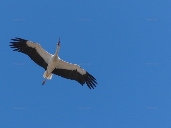 Bird, closeup, color, photo