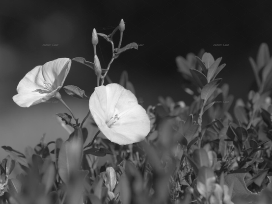 Flowers, closeup, black and white, photo