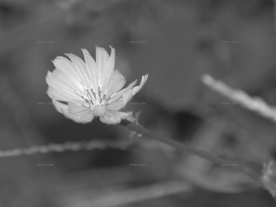 Flower, closeup, black and white, photo