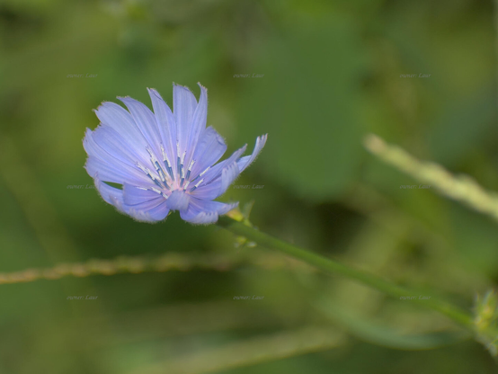 Flower, closeup, color, photo