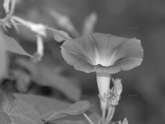Flower, closeup, black and white, photo
