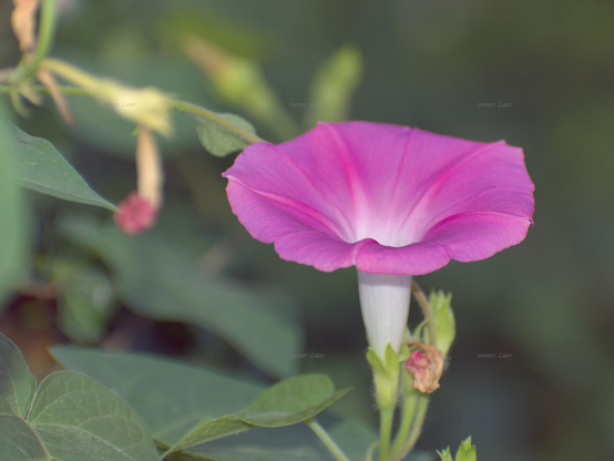 Flower, closeup, color, photo