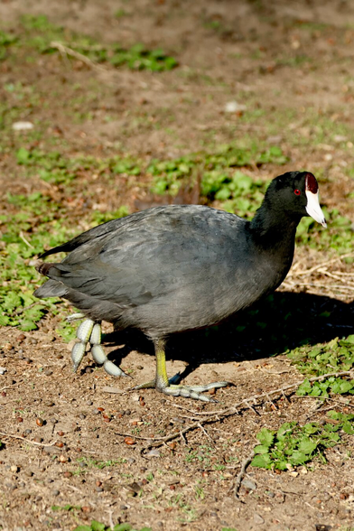 a jet-black bird with weird feet and laser red eyes.