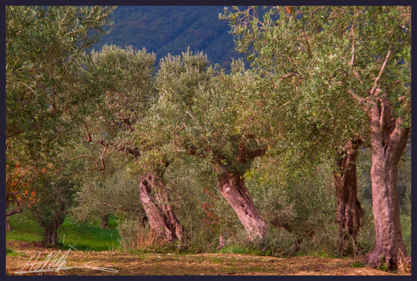 A row of 5 ancient olive trees, their trunks ancient and gnarly, and some are leaning.