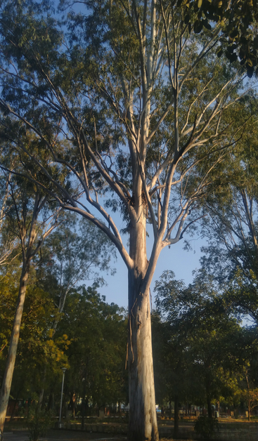 Tall eucalyptus tree with a smooth, pale trunk and sprawling branches, set against a clear blue sky. Surrounding greenery casts soft shadows.