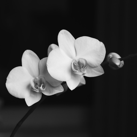 a photo of orchids