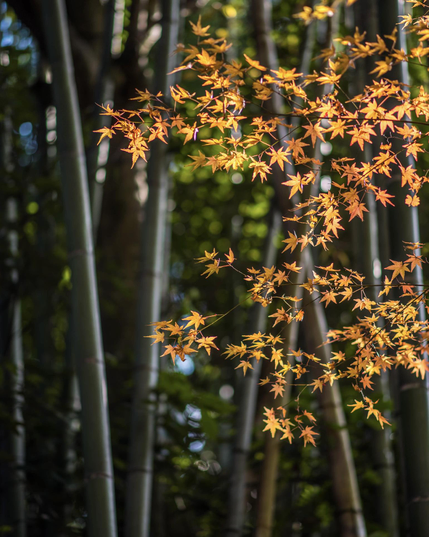 Hojas de color marrón rojizo en primer plano, con un bosque de cañas de bambú (desenfocado) detrás de fondo.