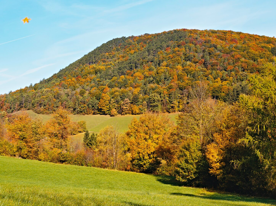 View of an autumnal hill in the wienerwald, austria