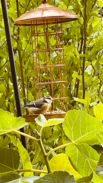 Eine Meise an der Futtersäule in unserem Garten. Ich muss Futter nachlegen!