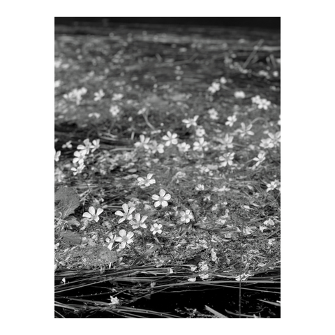 Small flowers of plants that grow in streams (those that form long strands in the current). (Version françæ) Petiz fleurs des plantes qui poussent dans les ruisseaux (ceils qui font de granz cheveux dans læ courant).