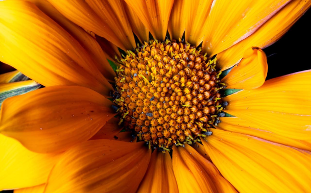 Detail photo of a flower. Just the round center bit with the bright yellow orange petals around the side cut off by the edge of the photo. The center is filled by 40? 50? Tiny tiny little bid like things. It looks like really really coarse sandpaper. So wonderfully complex. 