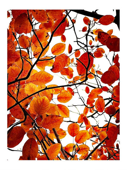 Red orange leaves against white