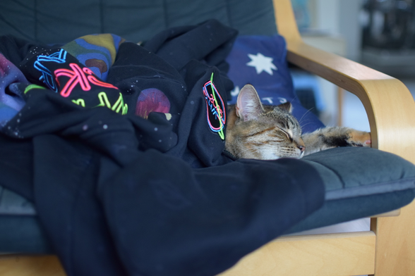 cat sleeping under a hoodie