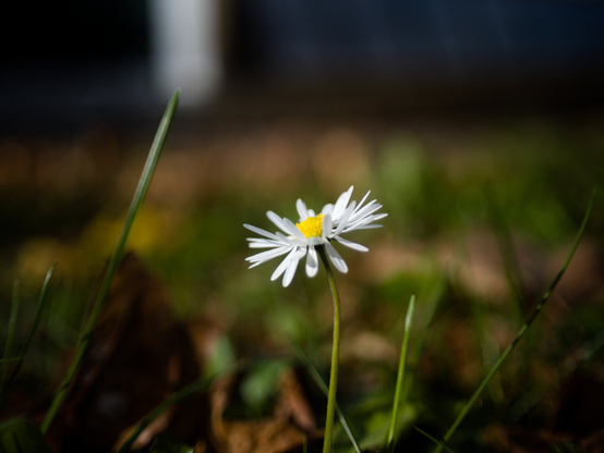Single flower in an Autumn mellow