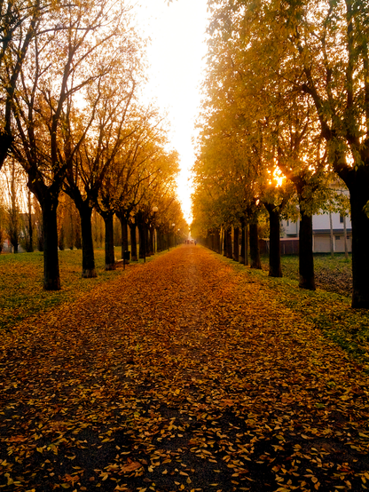 The photo shows a tree-lined path during autumn. The trees have dense foliage in shades of yellow and green, suggesting early autumn. A carpet of fallen leaves covers the path, which is centered in the photo and stretches into the distance where the setting sun casts a warm glow. The sky is not visible, and there are no people or animals seen. The overall ambiance is serene and picturesque, typical of an autumnal scene.
