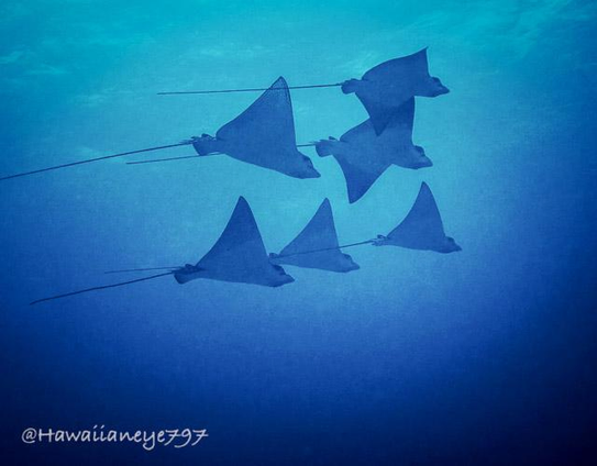 Six eagle rays swimming in formation in blue open water. These animals are flattened and shaped like diamonds with long wiry tails.