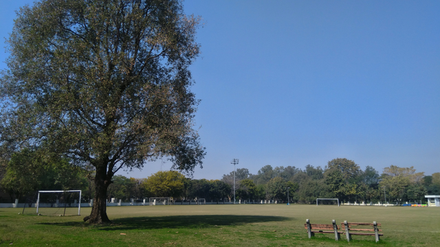 A large Indian rosewood (Shisham) tree standing beside a grassy football field under a clear blue sky, with goalposts visible in the distance and two wooden benches in the foreground.