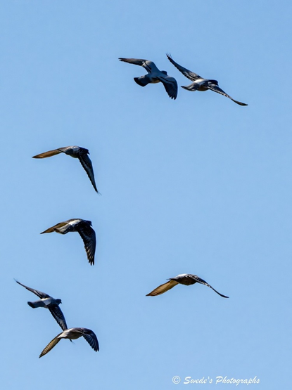 "Seven rock pigeons slice through a clear blue sky, each one caught in a different posture of flight—wings outstretched, tucked, or mid-beat. Their bodies are painted in soft grays and muted blues, with darker upper feathers and lighter underparts that catch the morning light. The birds are scattered across the frame like notes in a melody, each one contributing to the rhythm of motion.

Some fly in parallel, others diverge slightly, creating a dynamic composition that feels both spontaneous and orchestrated. The background is a uniform sky—no clouds, no distractions—just a vast canvas of blue that lets the birds stand out in sharp relief. Their feathers are etched with clarity, and the lighting reveals subtle textures: the curve of a wing, the glint of a beak, the shadow beneath a tail.

This is not just a flock—it is a sovereign ballet in the open air, a moment of shared direction and individual grace, suspended in the hush of sky." - Microsoft Copilot