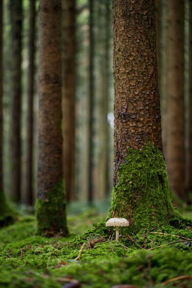 A single, large white mushroom in front of a tree. Moss covers the ground and more trees are visible in the background, without anything else growing between them.