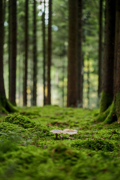 A group of medium sized mushrooms in the center of the photo. The ground is completely covered in moss. Trees are visible on both sides of the photo and in the background. There is nothing else growing between them.